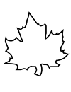 Maple Leaf veins without